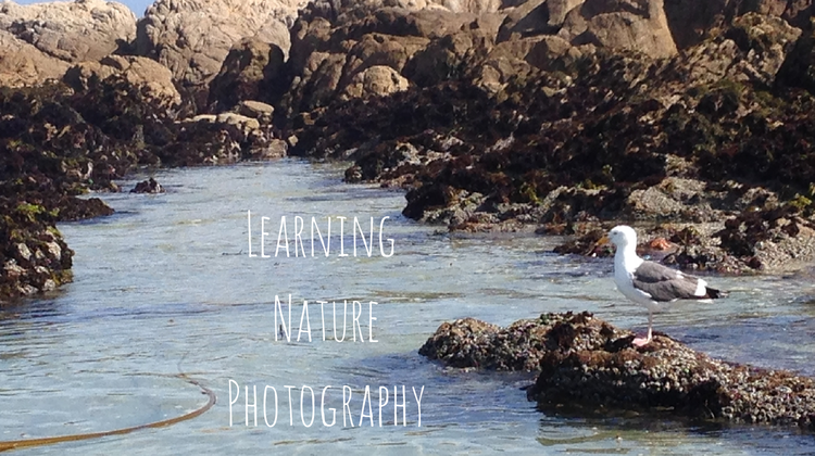 Point-and-Shoot Nature Photography Class with John â€œVermâ€ Sherman