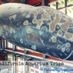 Southern California Aquarium Touch Tanks
