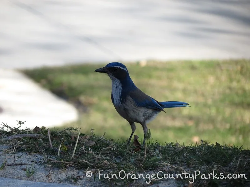 blue jay on lawn