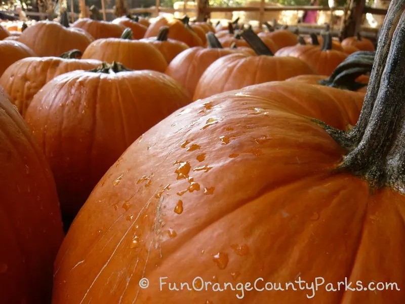 Pumpkins at Irvine Park Railroad
