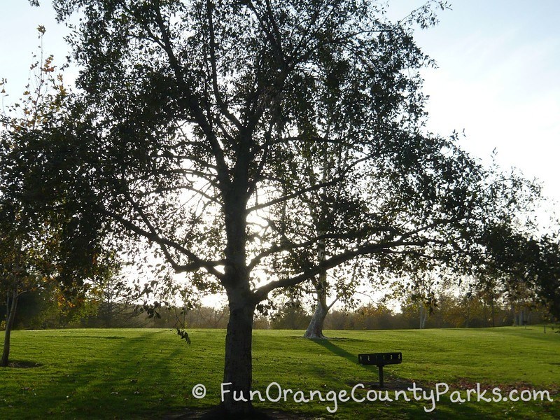 Irvine Regional Park view of hillside with grill and tree with sunlight