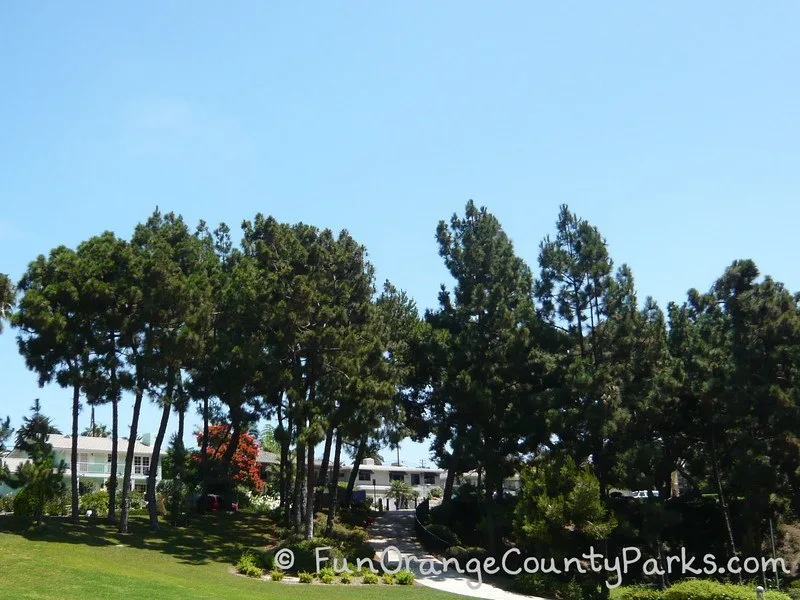 grove of pine trees at Pines Park