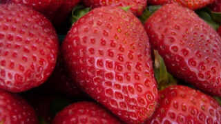 Strawberry Fields and Festivals: Sweet Red Goodness For The Picking