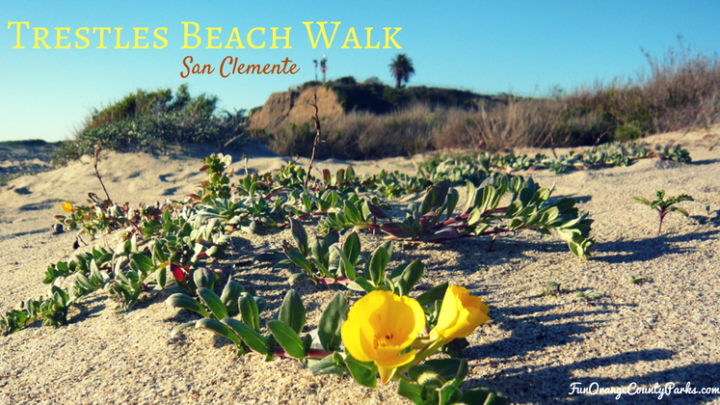 Trestles: Beach Walking for Families in a Surfer’s Paradise