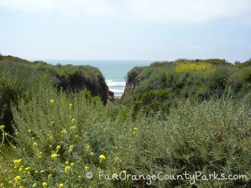 View of ocean and wildflowers from San Onofre State Beach Trail 6