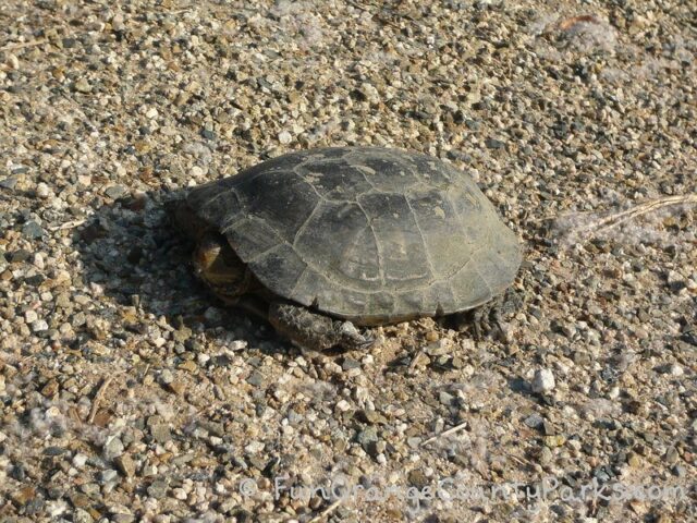 San Joaquin Wildlife Sanctuary in Irvine for Wetland Wildlife Spotting