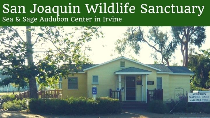 San Joaquin Wildlife Sanctuary in Irvine: Wildlife Spotting in the Wetlands