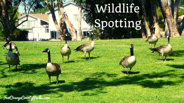 Wildlife Spotting and Identification Tips