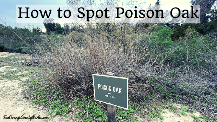 How to Spot Poison Oak in Southern California