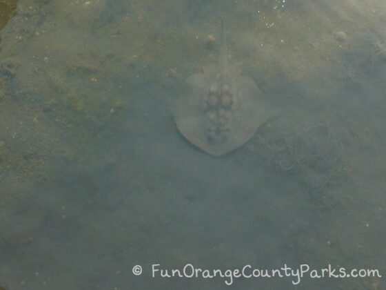 Bolsa Chica Ecologial Reserve - stingray