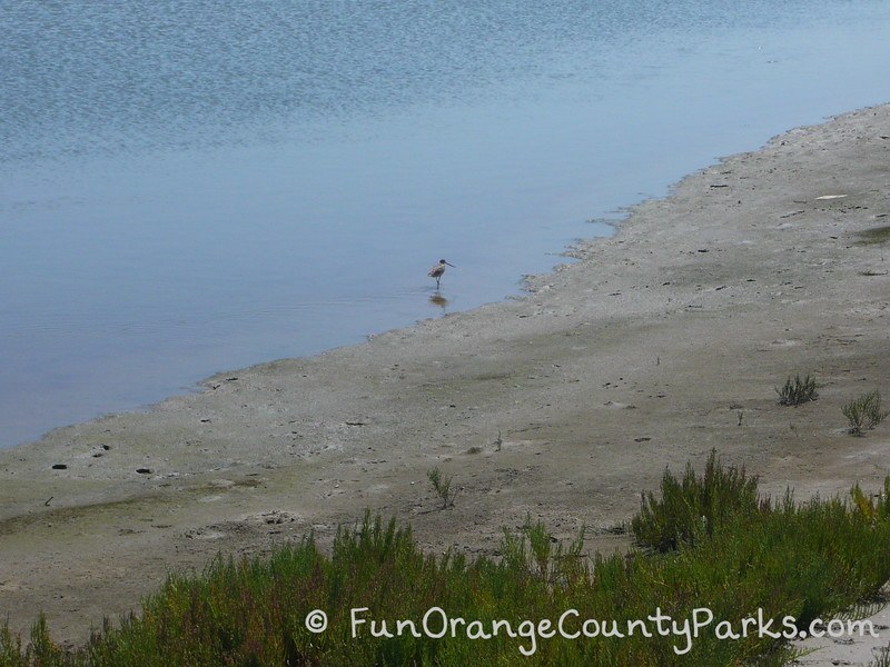 Bolsa Chica Ecologial Reserve - bird at water edge