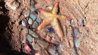 El Toro Park in Lake Forest: Tidepools Without the Tide