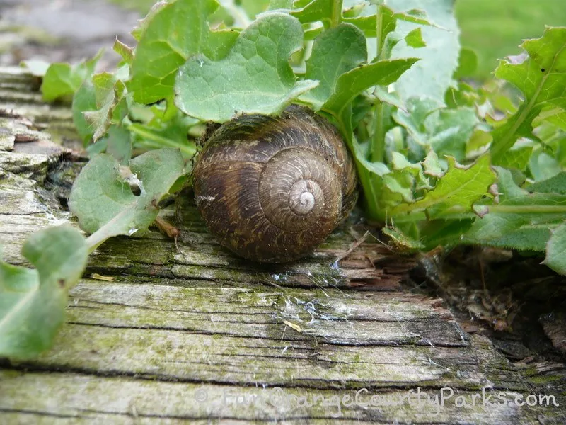 rainy day play ideas - snail