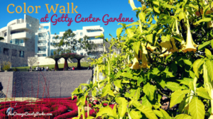Color Walk at The Getty Center Gardens