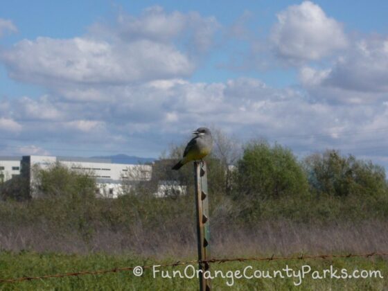 bird on post in foreground with field and blue sky in background