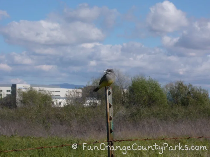 bird on post in foreground with field and blue sky in background
