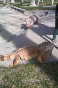 So a pig and an iguana walk into a park