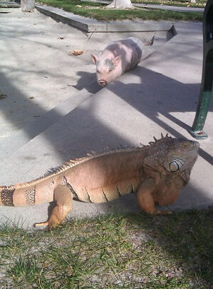 So a pig and an iguana walk into a park