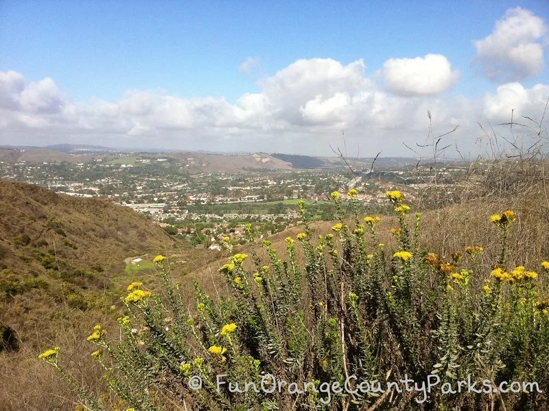 yellow flowers with views of san juan capistrano in the background