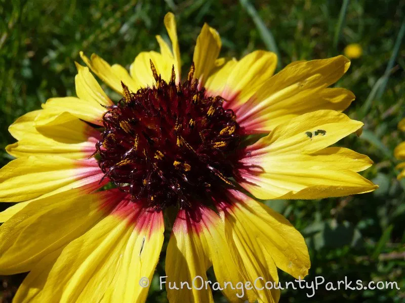 seaview park laguna niguel - flower