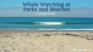 Top 12 Whale Watching Parks and Beaches for Orange County