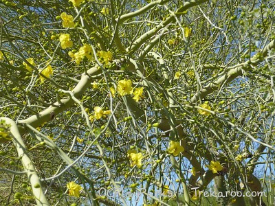 desert plant