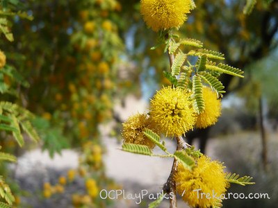 pictures of cactus