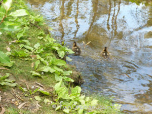 Cute Little Goslings and Ducklings