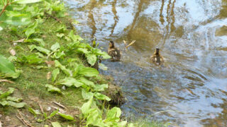 Cute Little Goslings and Ducklings