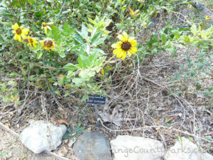 Discovering the Butterfly Habitat at Mason Regional Park in Irvine