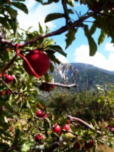 Riley's at Los Rios Rancho Apple Farm Trip: Celebrating Fall with Family