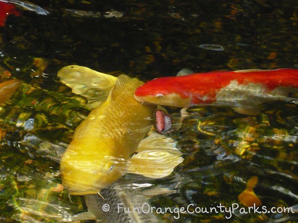 a golen colored koi fish swimming in a pond towards the camera and a brilliant orange and white koi fish swimming perpendicular into the golden koi