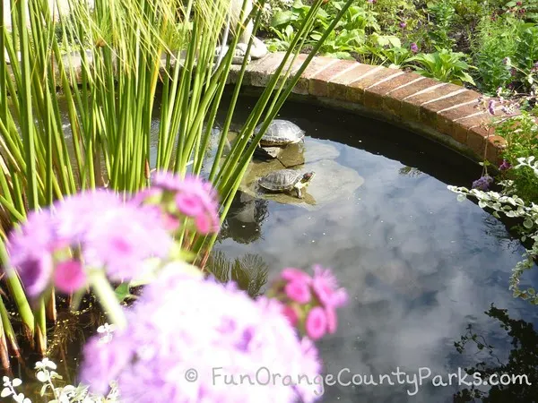 Sherman Library and Garden pond turtles sitting on partially submerged rocks in a small brick enclosed pond with green reeds and purple flowers in the foreground