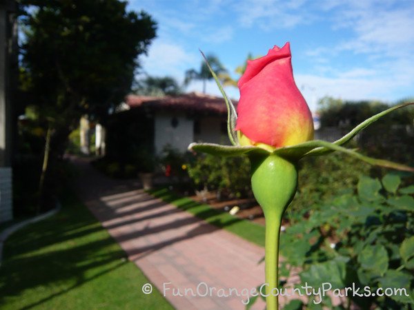 a single rose bud in focus with red and and yellow petals and an adobe garden building blurred in the background against a blue sky