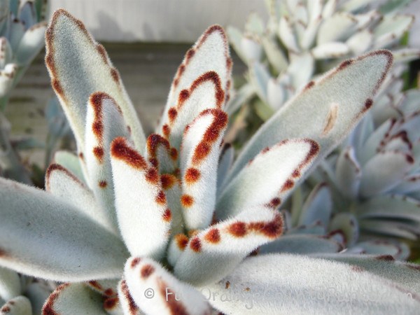 fuzzy leaves of a plant that looks like a succulent with gray green leaves and burnt brown edges