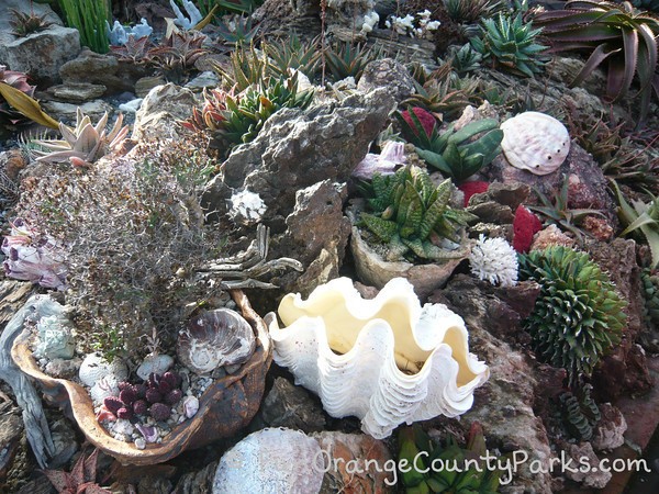 succulent garden featuring a big white clam shell surrounded by succulents of all shapes and sizes along with a white abalone shell and white coral