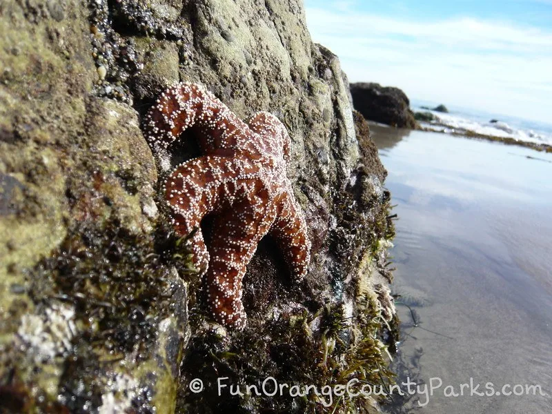 tidepooling minus tide purple sea star