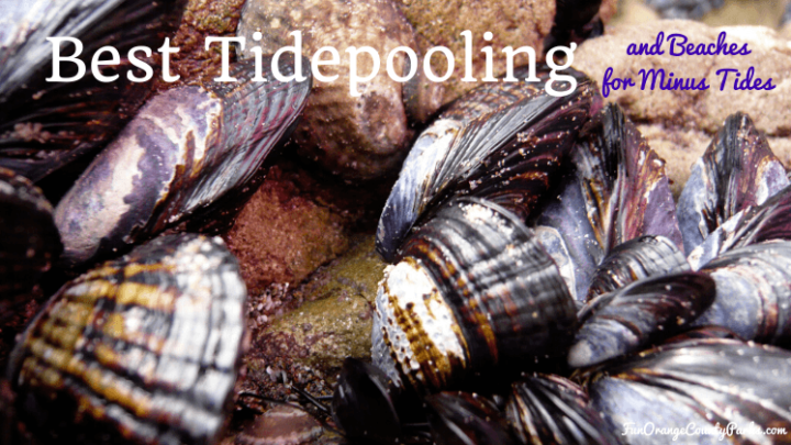 Best Tidepooling and Beaches for Minus Tides (with Tide Table Tools)