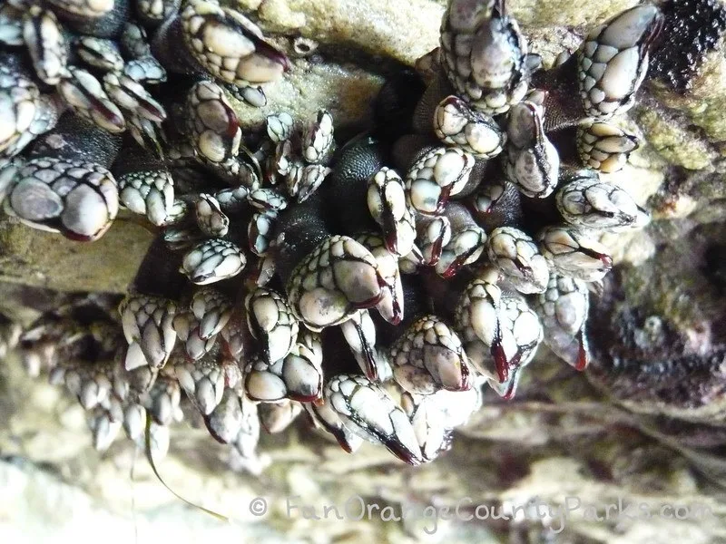 tidepooling minus tides gooseneck barnacles