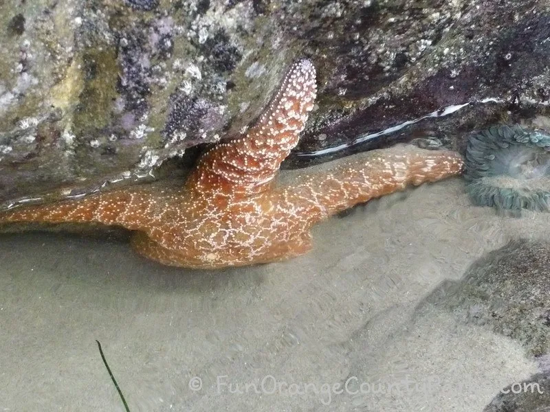 tidepooling minus tides orange sea star