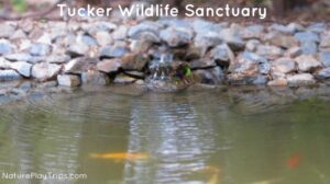 Tucker Wildlife Sanctuary Natural Science Center and Birdwatching
