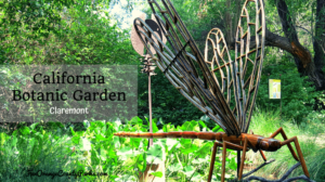 California Botanic Garden in Claremont: Wonderland of Spring Flowers