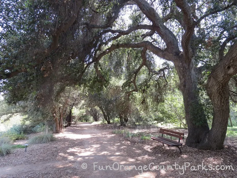 an oak covered dirt trail at California Botanic Garden with a bench