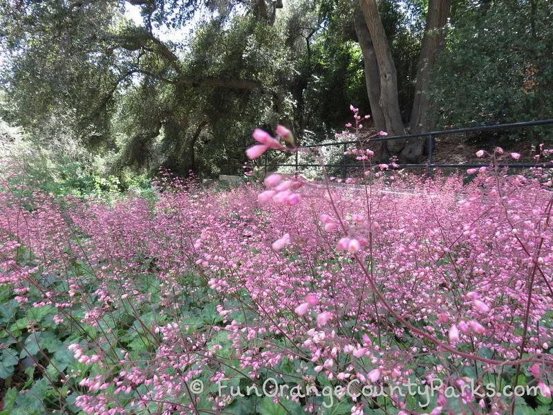 field of pink heather beneath oak trees