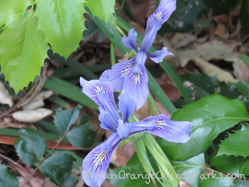 purple iris at California Botanic Garden