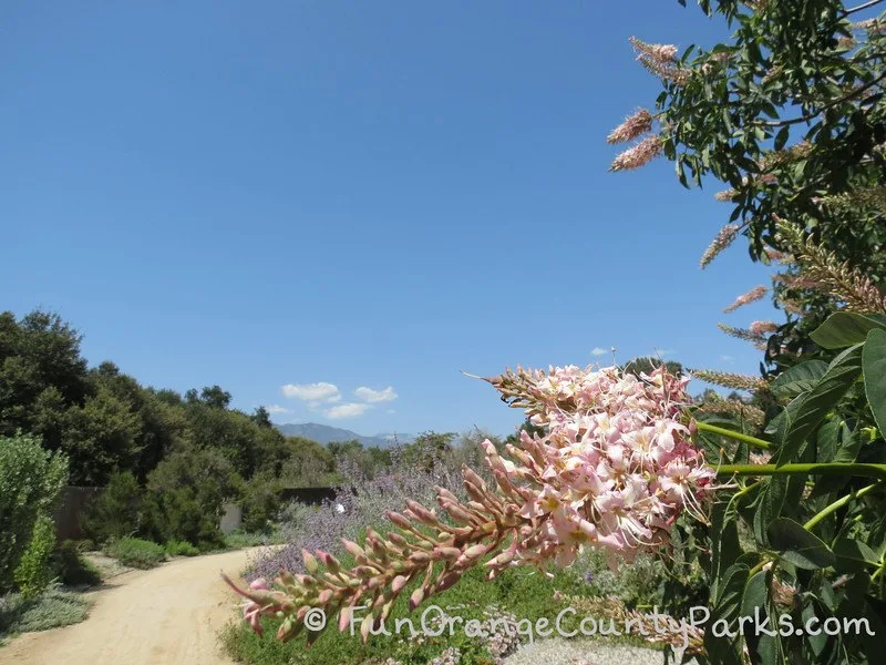 California Botanic Garden dirt trail with pink blossoms and green plants and mountain in distance