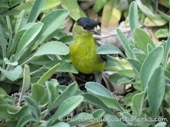 yellow bird with black crown among sage leaves