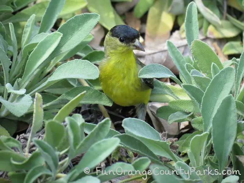 yellow bird with black crown among sage leaves