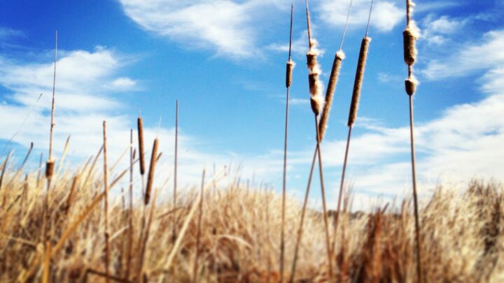 Buena Vista Nature Center & Audubon: Over the Bridges and Through the Reeds