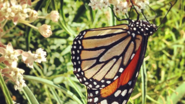 Monarch Butterflies in the School Garden!